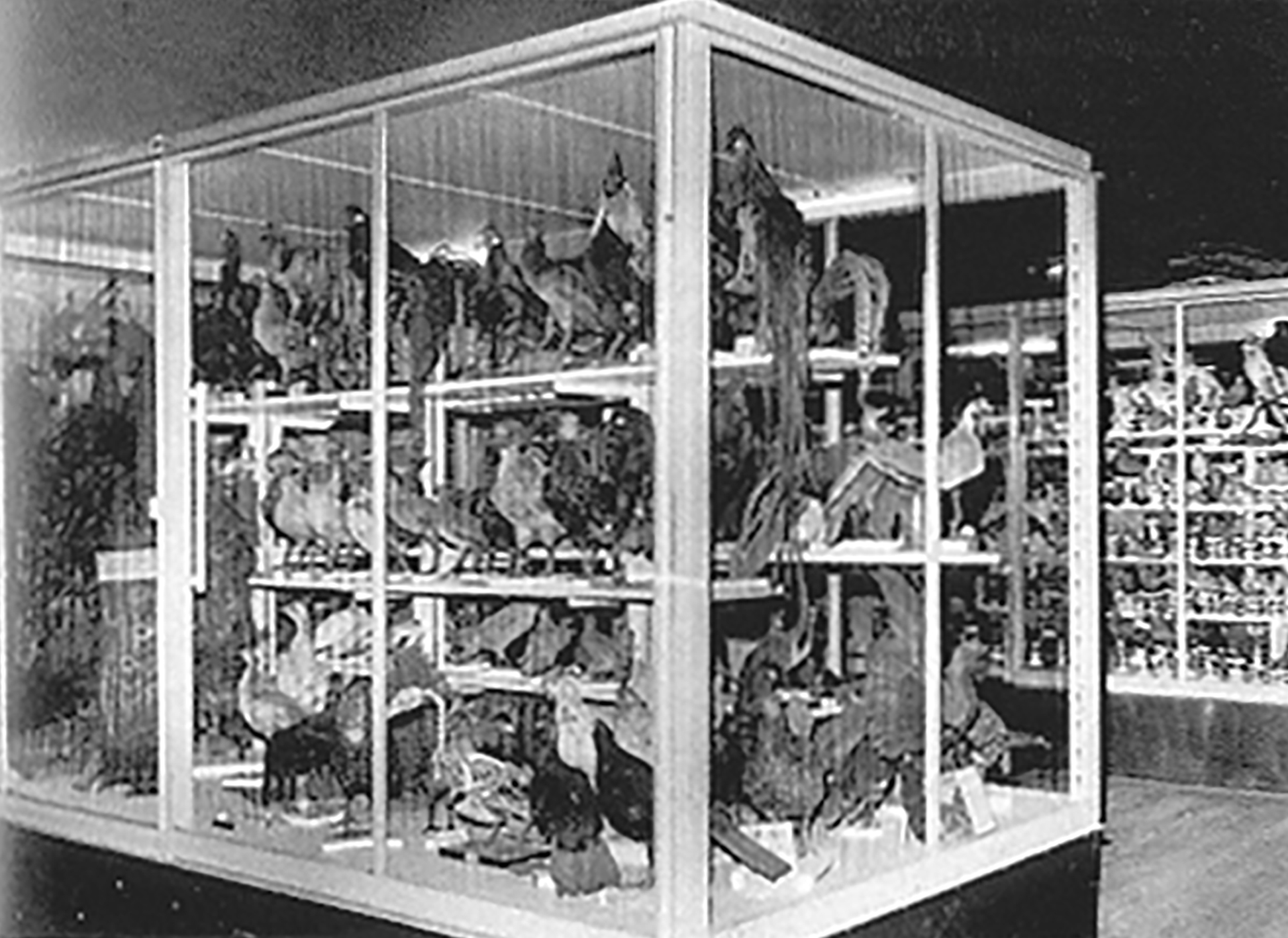 Vitrine, tôle d’acier pliée et verre, 1933. Provenance : musée de Zoologie, Nancy.
