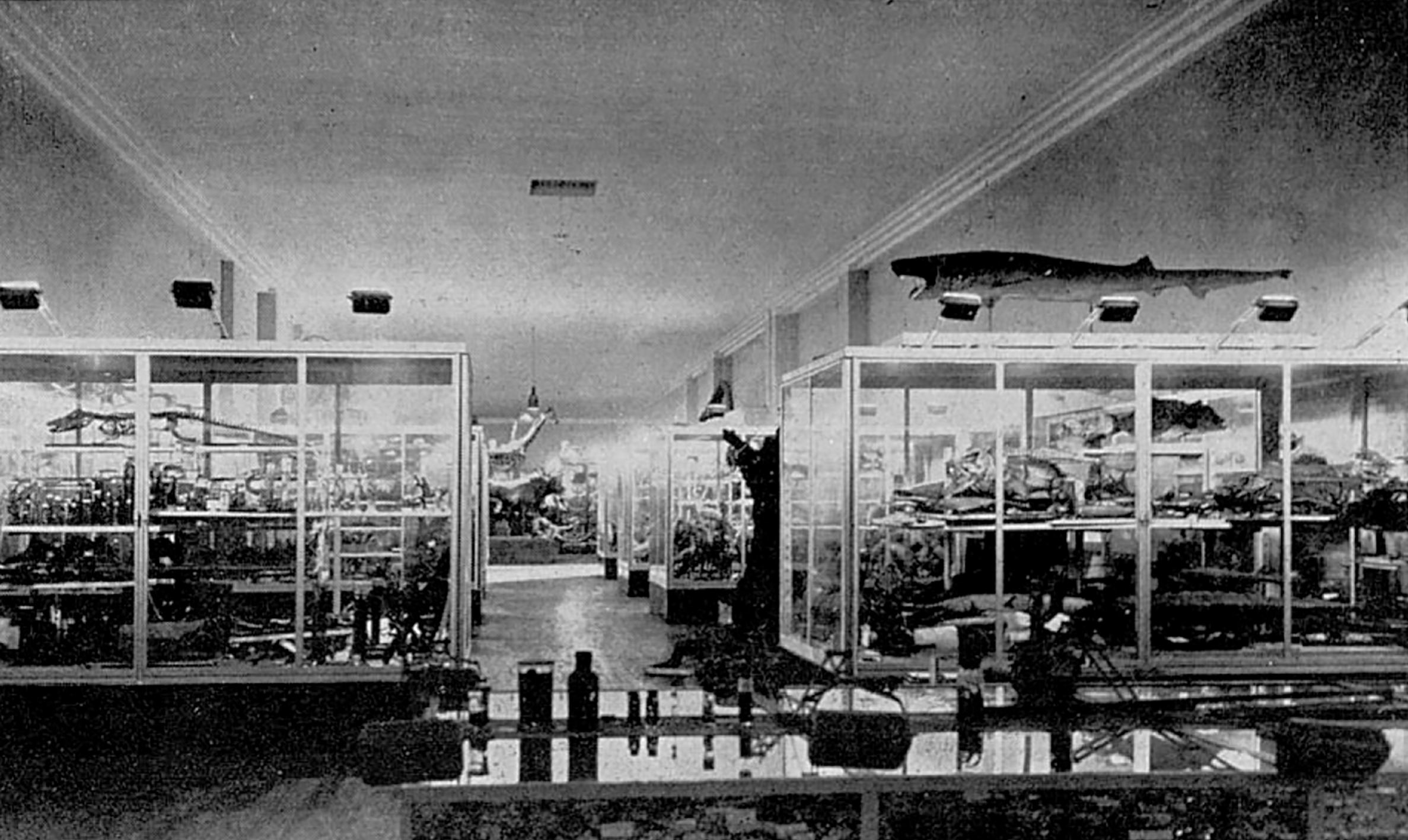 Display window, bent sheet steel and glass, 1933. Provenance: Musée de Zoologie, Nancy.